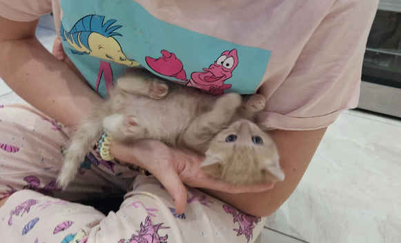 Custerd looking for her forever home