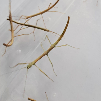 Indian Stick Insects - 3-4 cm long - Young
