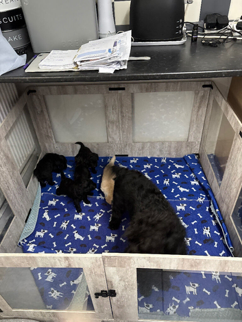 5* mini labradoodle DNA tested parents and grandparents
