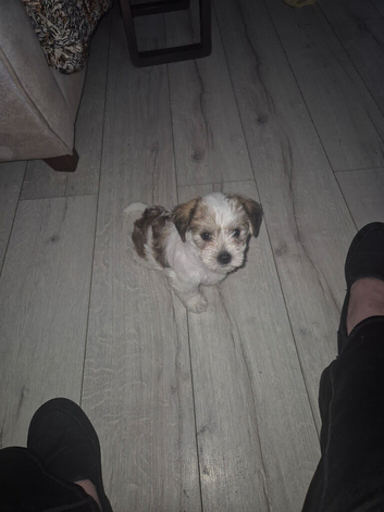 2 gorgeous pups left one boy one girl.