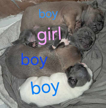 Frenchie baby's look for forever home