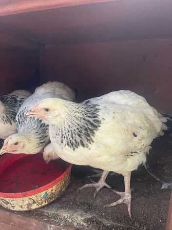 4 light Sussex pullets