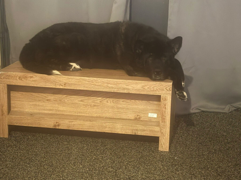 Looking for Akita puppy
