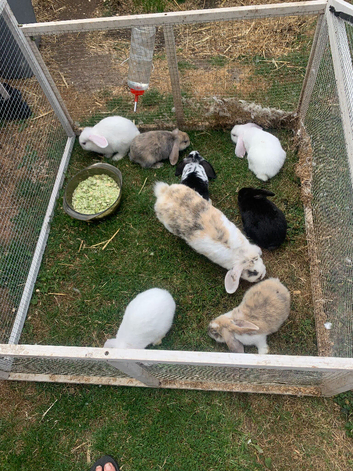 Baby lops for sale