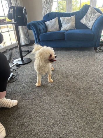 BICHON FRISE KC REGISTERED