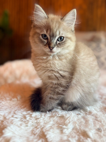Ready now! Last female Rare mink lynx ragdoll
