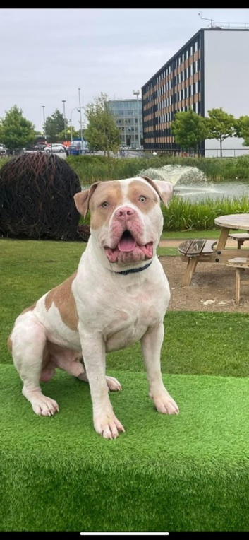 Amazing American bulldog stud