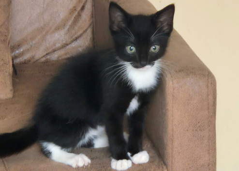 Ive got 4 kittens