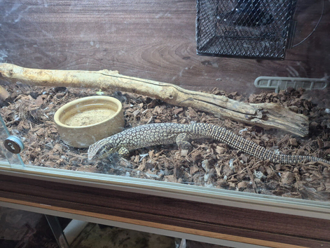 adult ackie monitor