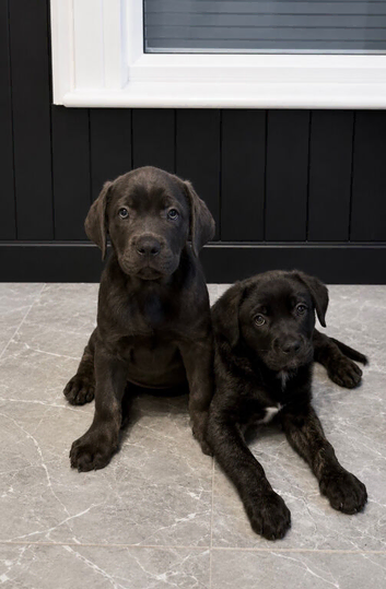 Cane Corso puppies available