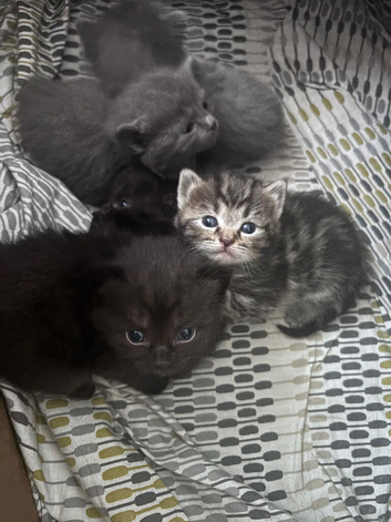 5 half ragdoll kittens