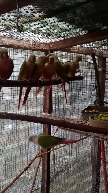 Pineapple conures