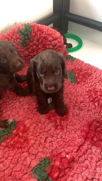 Gorgeous 6 week old boy