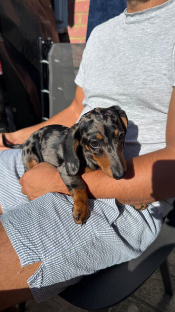 Dapple dachshund