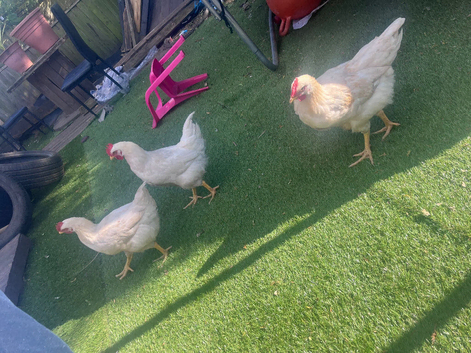 4 young roosters