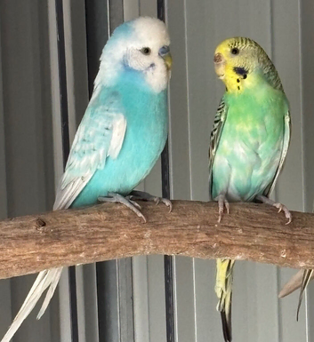 Breeding pair of budgies