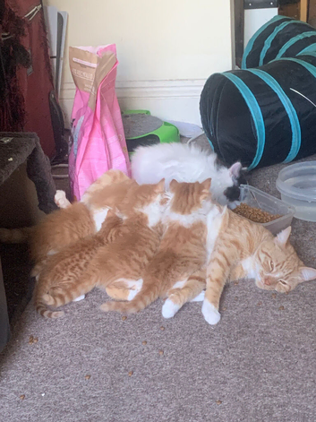 Kittens for sale only &pound;70they&rsquo;re very friendly&small