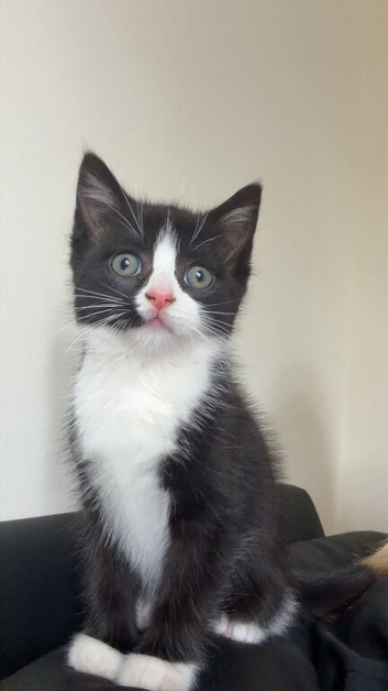 2 kittens for sale