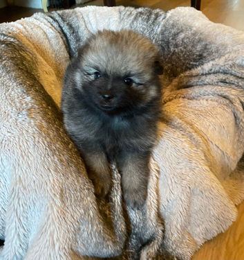Beautiful kc Pomeranian puppies