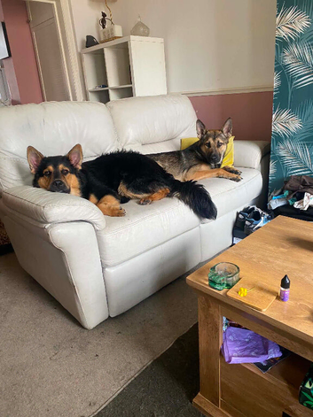 2 male shepskys