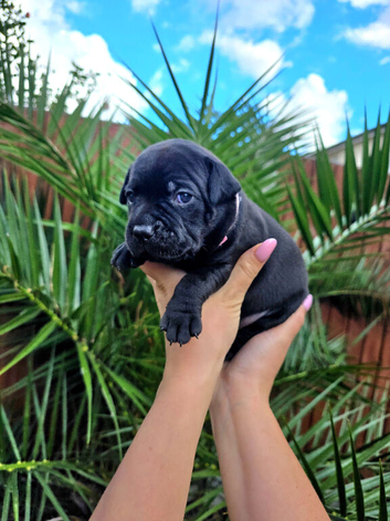 KC Registered Staffordshire Bull Terrier Puppies