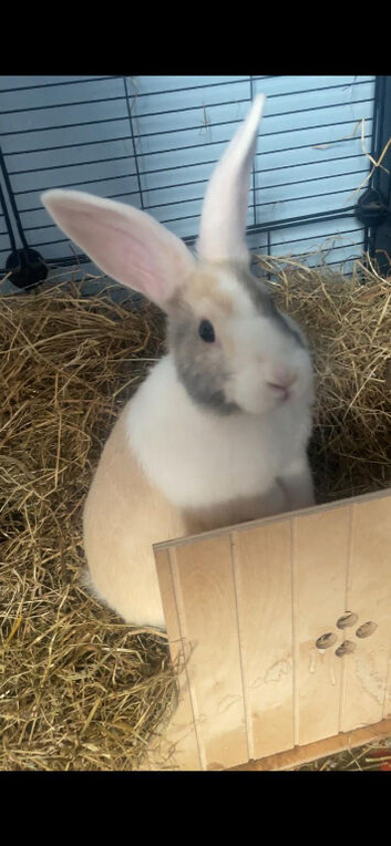 FREE Two bunnies