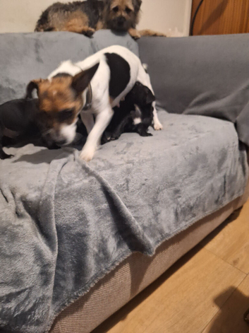 Jack Russell x Patterdale Puppoes