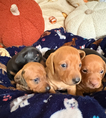 Kc reg mini dachshund pups for sale