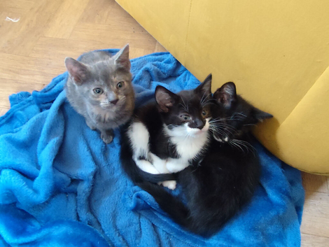 Beautiful kittens for sale