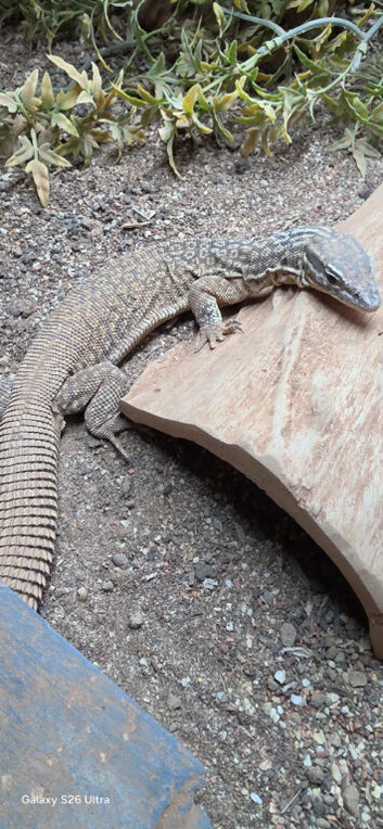Yellow ackie monitor
