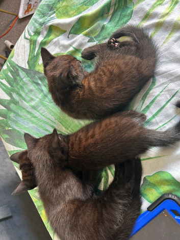 Stunning black bengal kittens ready to leave now