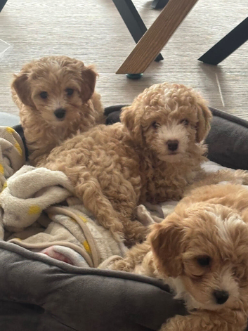 Beautiful F1 Cavapoochon Puppies &ndash; Ready for Their Forever Homes
