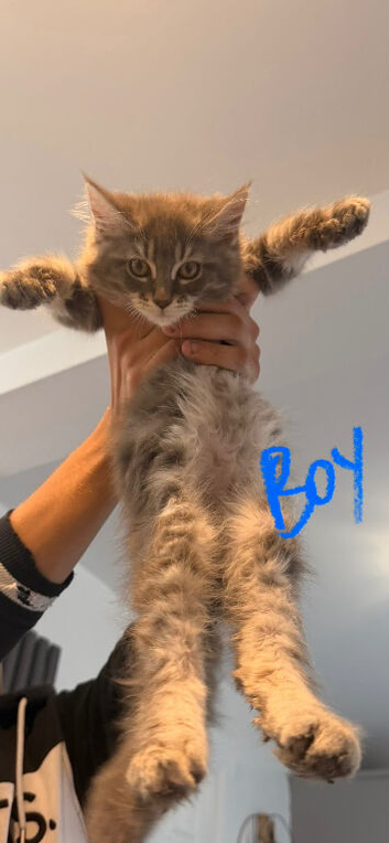 Pure Maine Coon kittens
