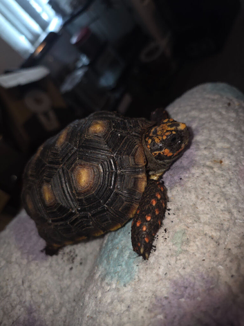 Young Male Redfoot Tortoise