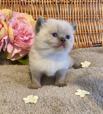 ABSOULETLY BEAUTIFUL PURE BRED BSH KITTENS