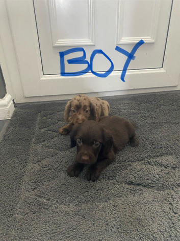 Cocker spaniel puppies