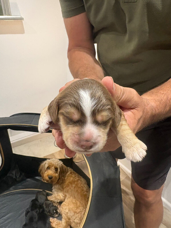 F1B cockapoo pups