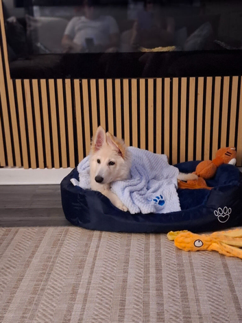 Rehoming white german shepherd puppy