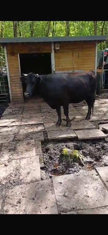 Dexter x Jersey cows