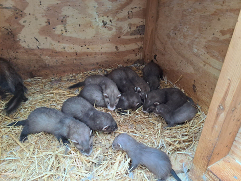 Ferret kits for sale...........reserve ready in about 3-4 weeks