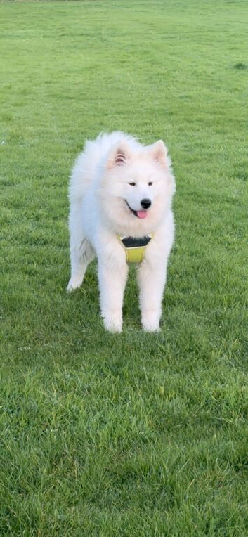 8 month old Samoyed