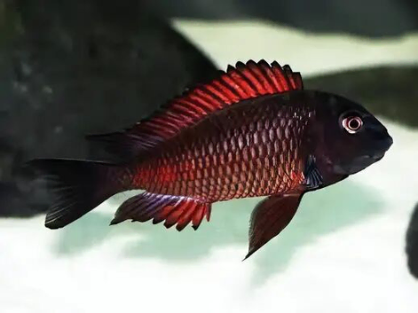 XL Tropheus sp. 'Red' Moliro (Firecracker)