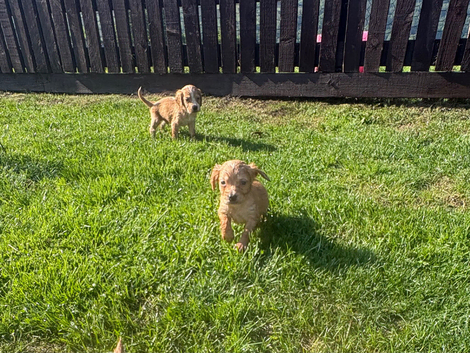 working cocker spaniel puppies