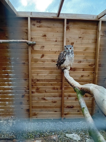 Bengal eagle owl