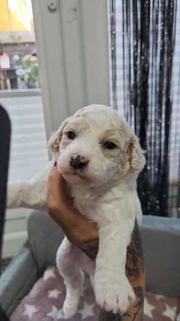 Poochon girl