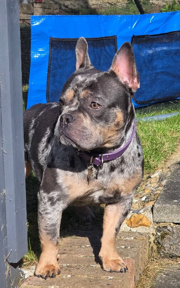 2 year old frenchie cross