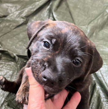 Staffy x dachshund jacky
