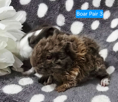 Pure bred Lunkarya and sheltie funky boar pair