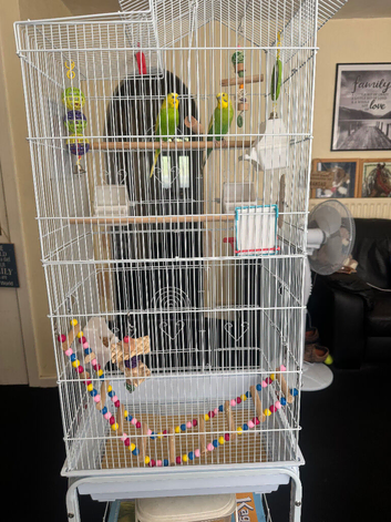 Two male budgies