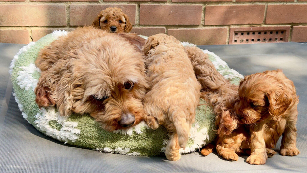Gorgeous Cavapoo Puppies Looking For Their Perfect Families